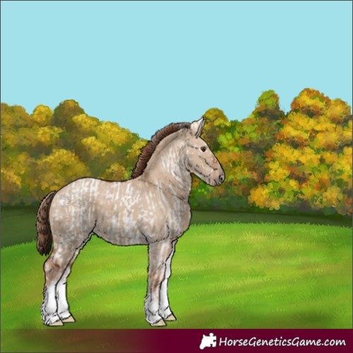 Horse Color:White Spotted Red Dun Rabicano  and White Spotted Red Dun Rabicano 