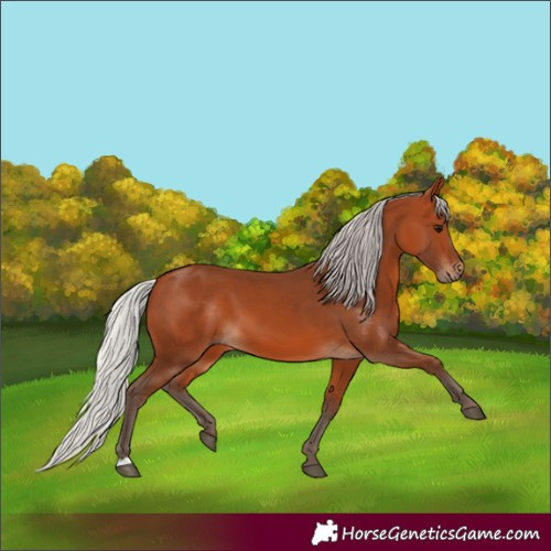 Horse Color:Unknown 