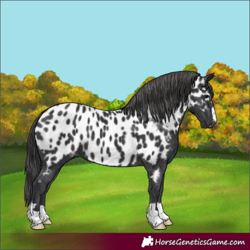 Horse Color:Black Near Leopard 