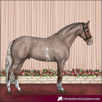 Horse Color:Silver Blue Roan Sabino 