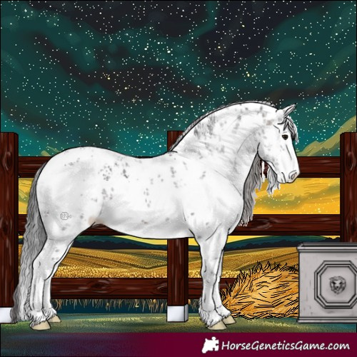 Horse Color:White Spotted Brown Sabino Appaloosa 