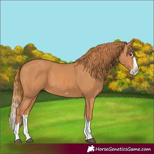 Horse Color:Chestnut Splash Frame