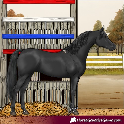 Horse Color:Black 