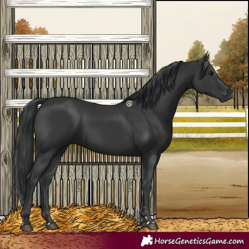 Horse Color:Black 