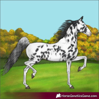 Horse Color:White Spotted Black Splash Tobiano Frame Near Leopard 