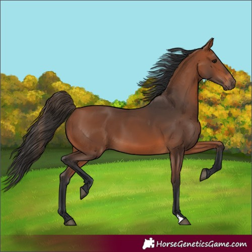 Horse Color:Bay 