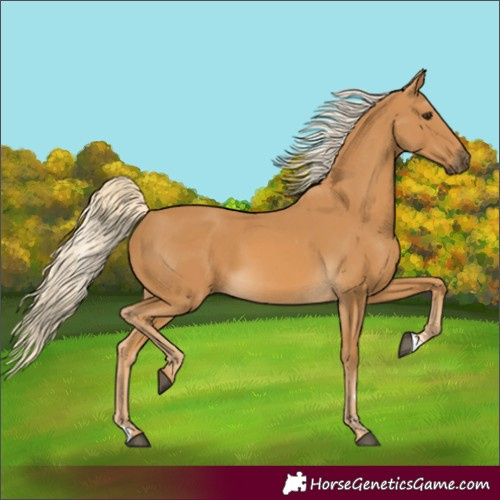 Horse Color:Palomino 