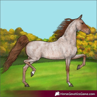 Horse Color:Red Roan 