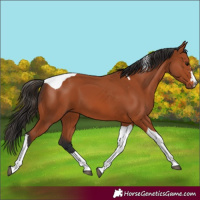 Horse Color:Bay Tobiano