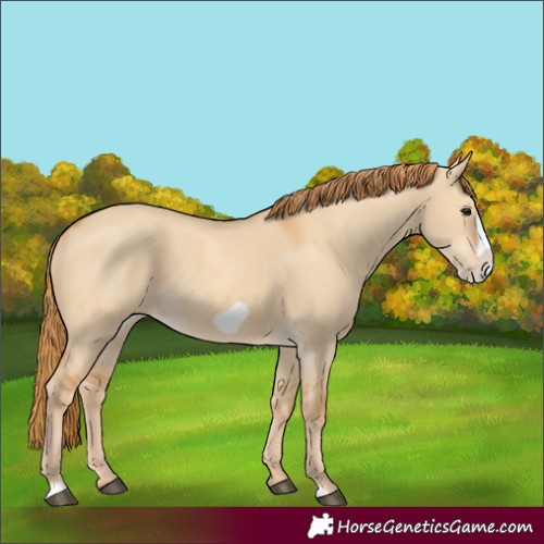 Horse Color:Red Dun Frame 