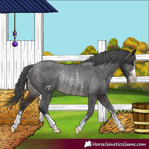 Horse Color:Brown Appaloosa Rabicano 