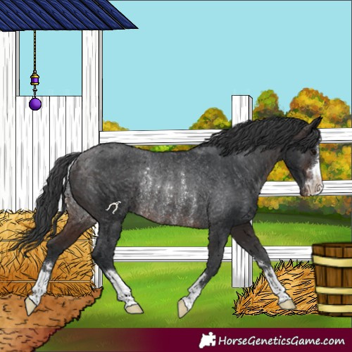 Horse Color:Brown Appaloosa Rabicano 