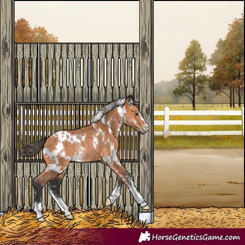 Horse Color:White Spotted Bay Rabicano 