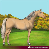 Horse Color:Palomino Dun Rabicano