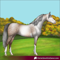 Horse Color:Gray Amber Champagne Tobiano 