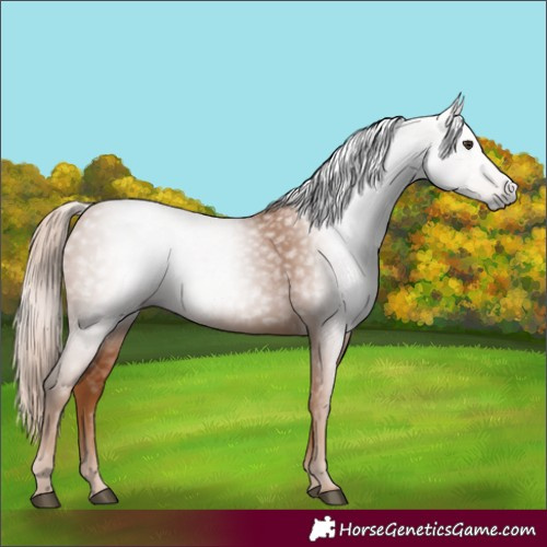 Horse Color:Gray Chestnut 