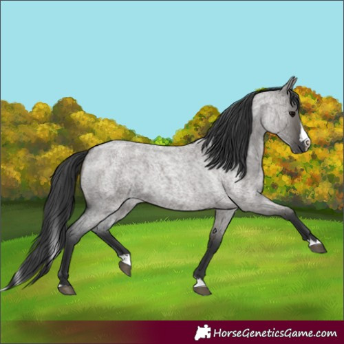 Horse Color:Grullo Roan Splash 