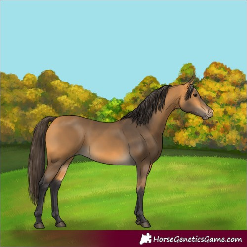 Horse Color:Buckskin