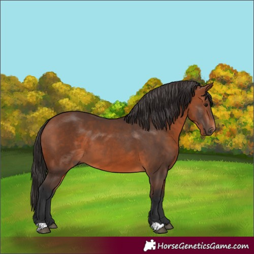 Horse Color:Bay 