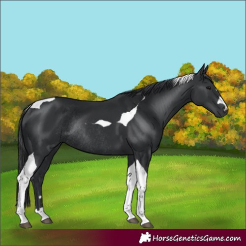 Horse Color:Black Tobiano Rabicano