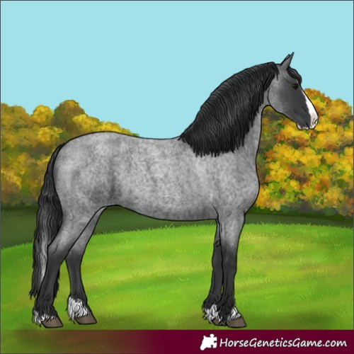 Horse Color:Blue Roan Splash 