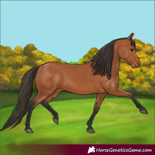 Horse Color:Bay 