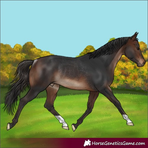 Horse Color:Brown Rabicano 