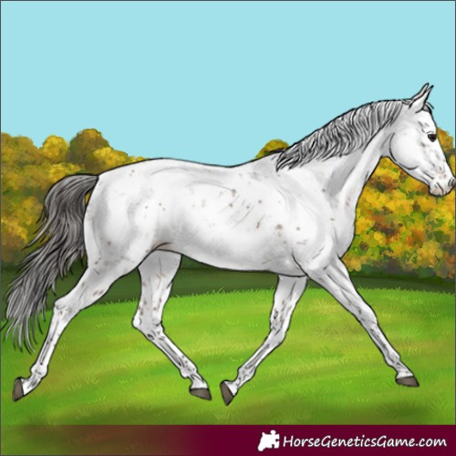 Horse Color:Brown Dun Sabino Appaloosa Rabicano 