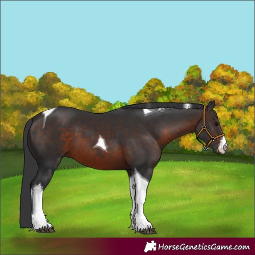 Horse Color:White Spotted Brown Tobiano 