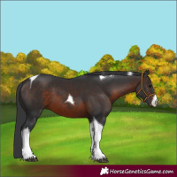 Horse Color:White Spotted Brown Tobiano 