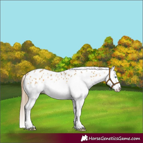 Horse Color:Amber Cream Champagne Splash Appaloosa