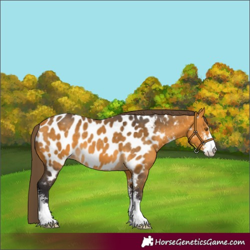 Horse Color:Buckskin Sabino Near Leopard