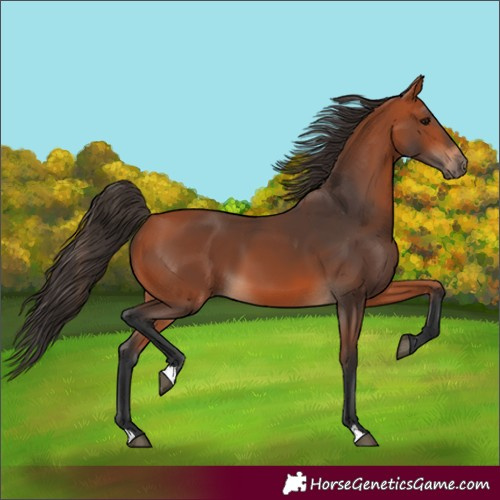 Horse Color:Bay 