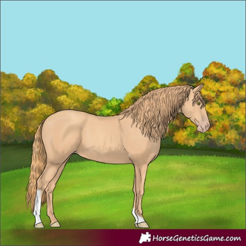 Horse Color:Gold Champagne Tobiano