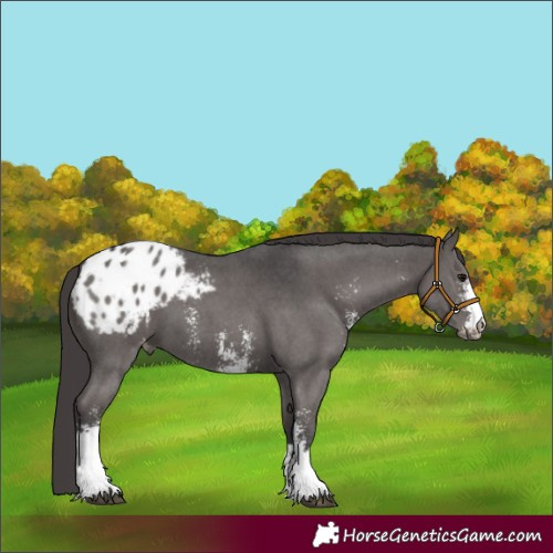 Horse Color:Smoky Black Sabino Appaloosa