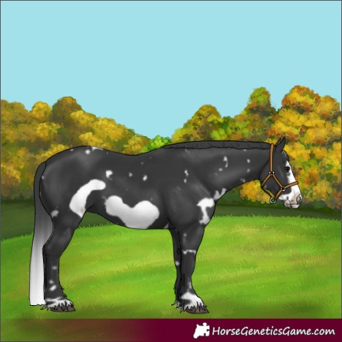 Horse Color:White Spotted Black Frame 