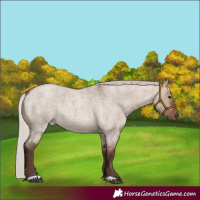 Horse Color:Silver Brown Roan Dun Rabicano 