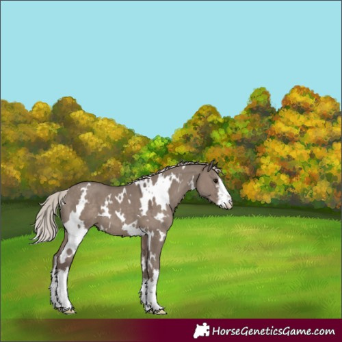 Horse Color:White Spotted Silver Grullo 