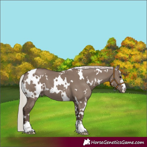 Horse Color:White Spotted Silver Grullo