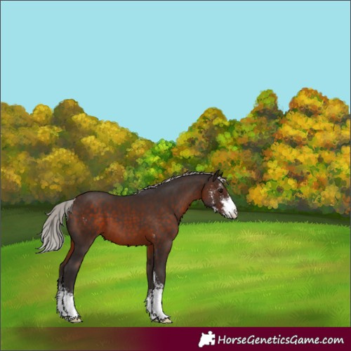 Horse Color:Silver Brown Sabino 