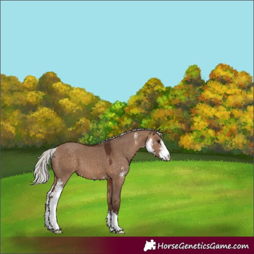 Horse Color:Silver Brown Dun Sabino 