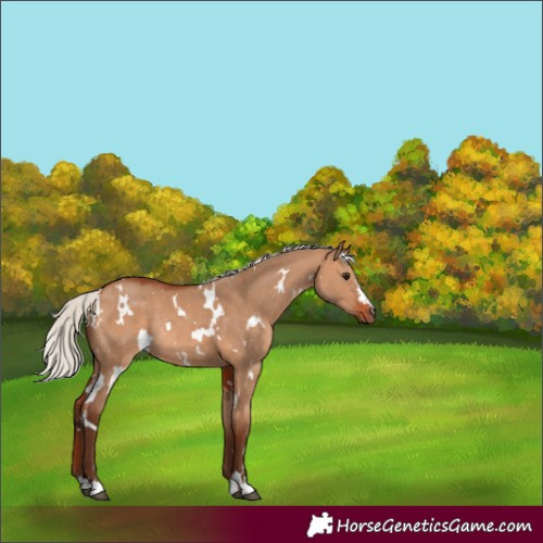 Horse Color:White Spotted Silver Bay Dun Rabicano 
