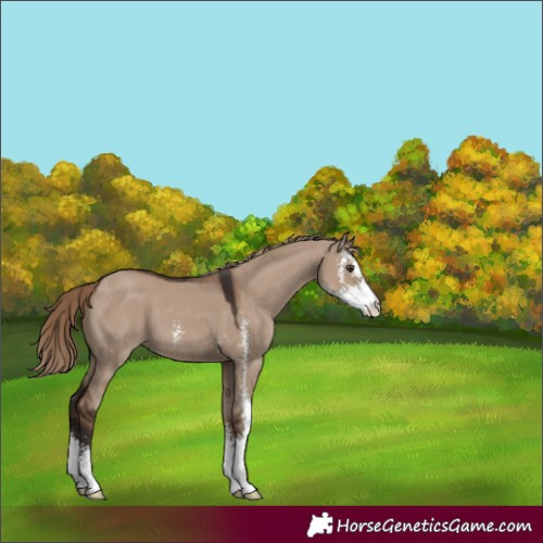 Horse Color:Liver Red Dun Sabino 