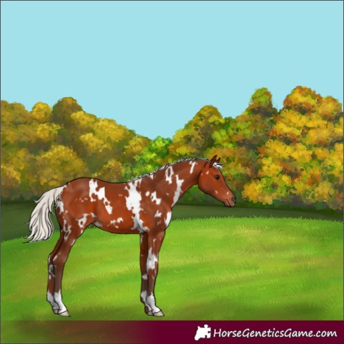 Horse Color:White Spotted Silver Bay 