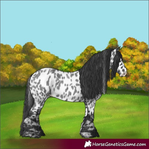 Horse Color:Blue Roan Leopard 