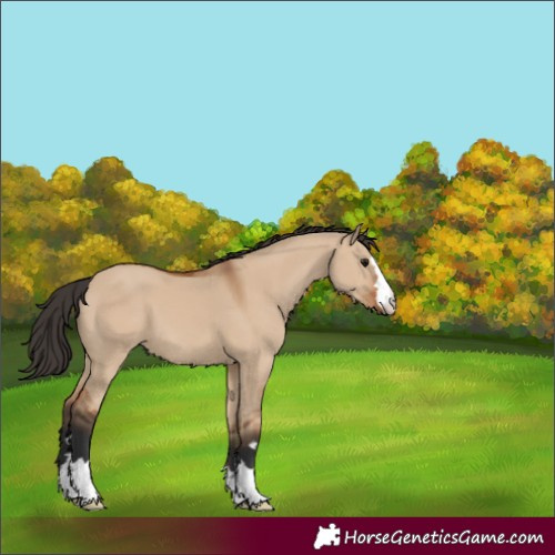 Horse Color:Bay Dun 