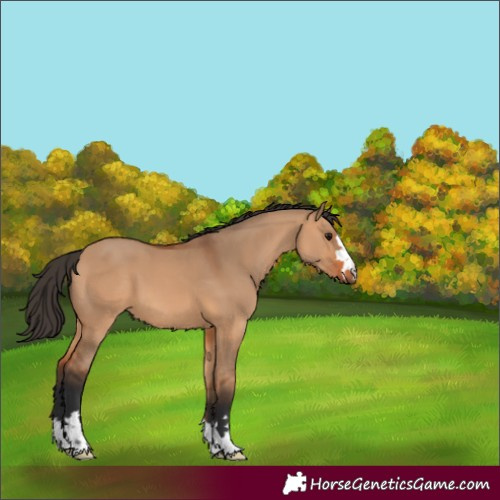 Horse Color:Bay Dun 