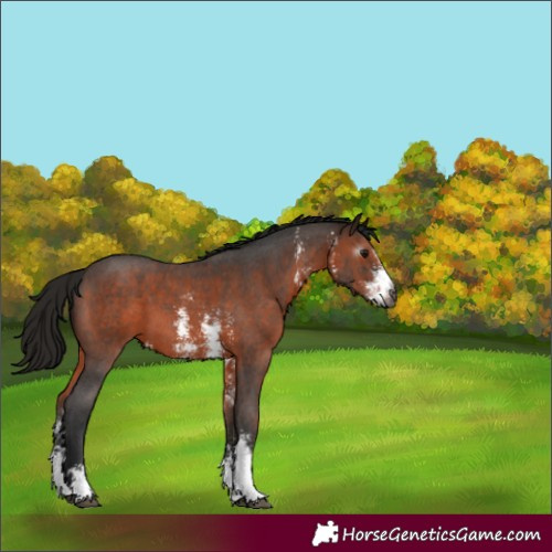 Horse Color:Gray Bay Sabino 