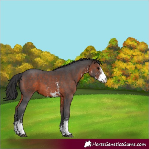 Horse Color:Brown Sabino 