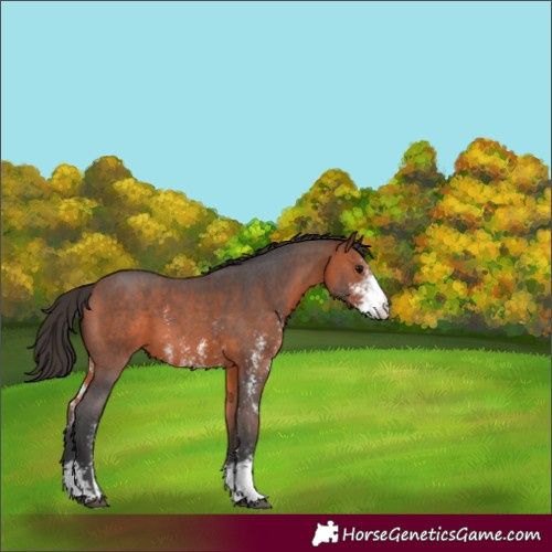 Horse Color:Bay Sabino 